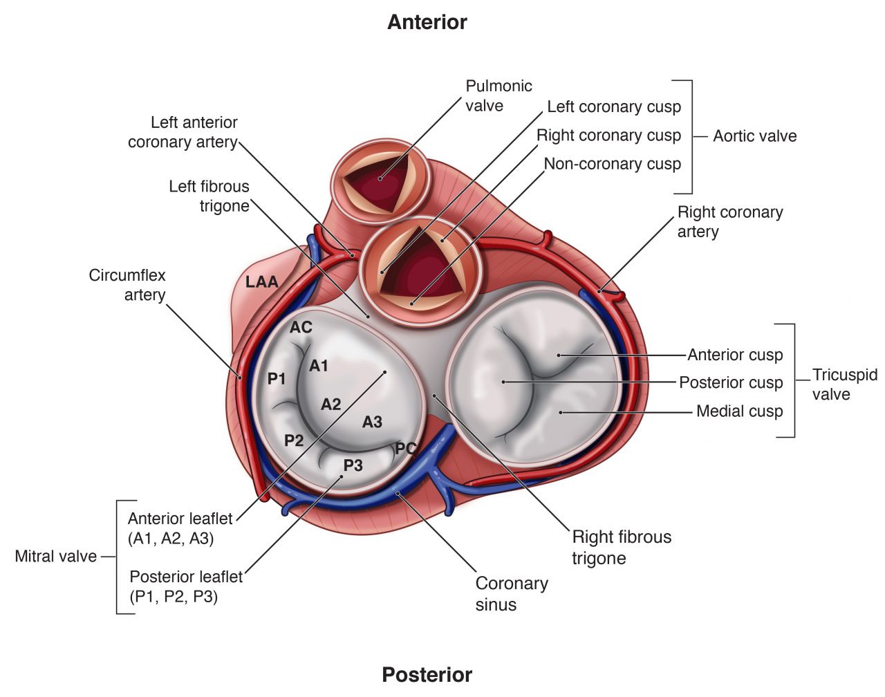 mitral-valve-anatomy-echoboardsacademy